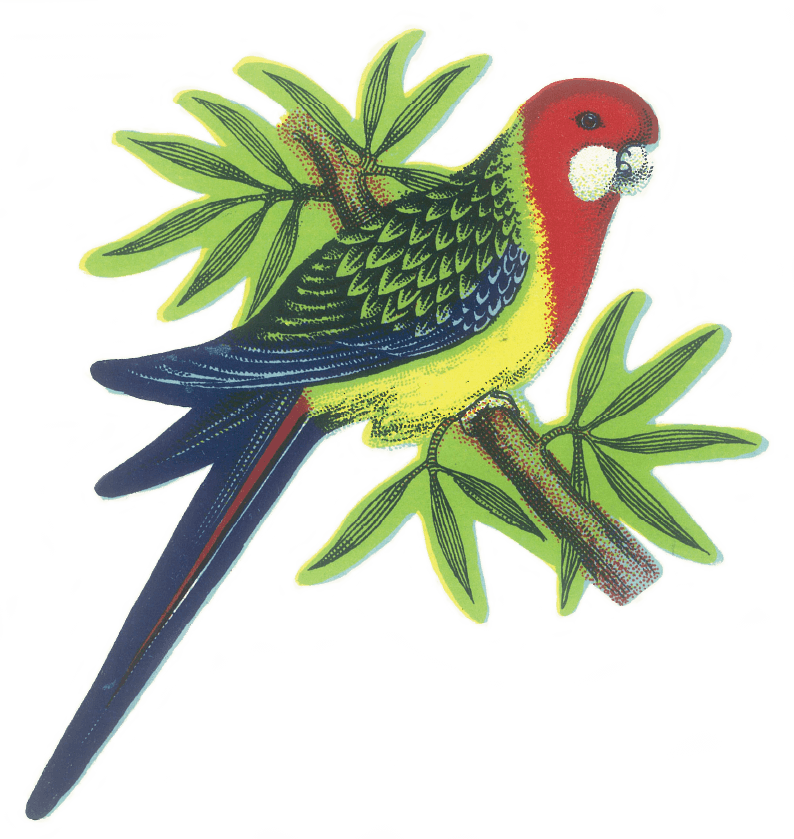 Rosella